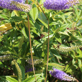 Collier maille serpent Satine 3 formats