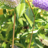 Collier maille serpent Satine 3 formats